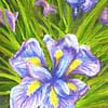 Iris Grasses Oil Painting Original Andrew Gaia Floral